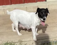 AKC Carter, a male Jack Russell Terrier for sale in Westville, OK – Photo 6 of 7