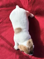 AKC Carter, a male Jack Russell Terrier for sale in Westville, OK – Photo 3 of 7