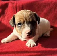 AKC Carter, a male Jack Russell Terrier for sale in Westville, OK – Photo 2 of 7