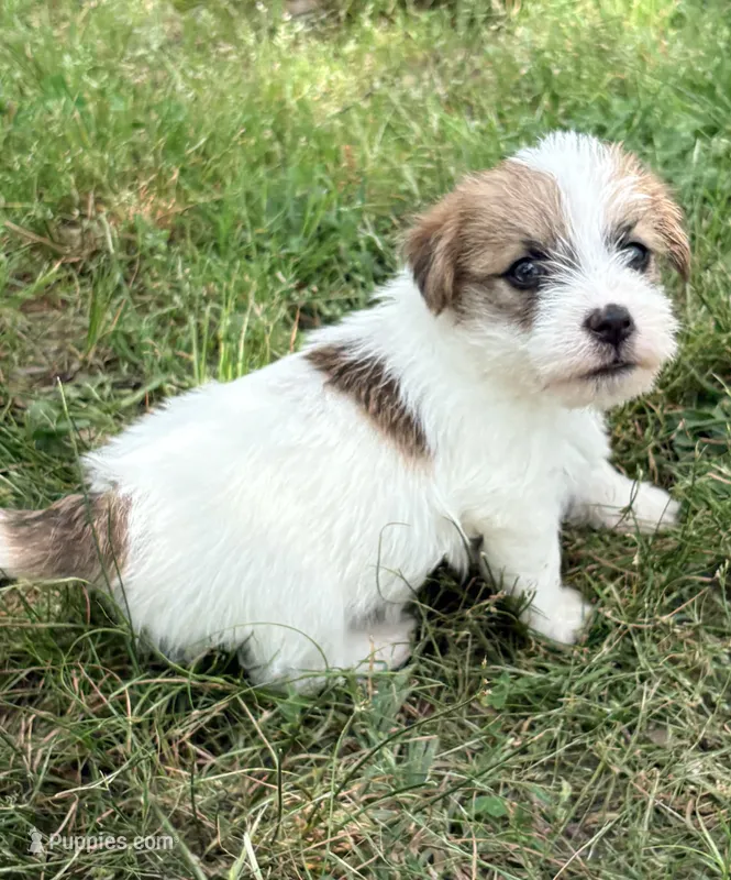AKC ELI – Jack Russell Terrier puppy for sale in Westville, OK