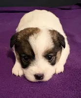 AKC SUSANA, a female Jack Russell Terrier for sale in Westville, OK – Photo 2 of 9