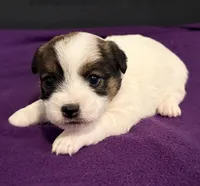 AKC SUSANA, a female Jack Russell Terrier for sale in Westville, OK – Photo 3 of 9