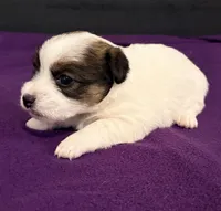 AKC SUSANA, a female Jack Russell Terrier for sale in Westville, OK – Photo 4 of 9