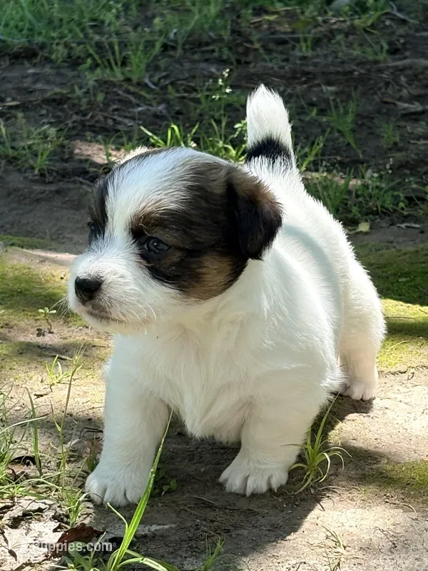 AKC SUSANA – Jack Russell Terrier puppy for sale in Westville, OK