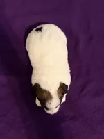 AKC SUSANA, a female Jack Russell Terrier for sale in Westville, OK – Photo 5 of 9