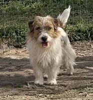 AKC SUSANA, a female Jack Russell Terrier for sale in Westville, OK – Photo 8 of 9