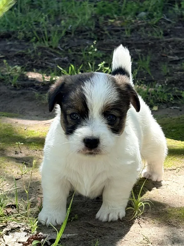 AKC SUSANA – Jack Russell Terrier puppy for sale in Westville, OK