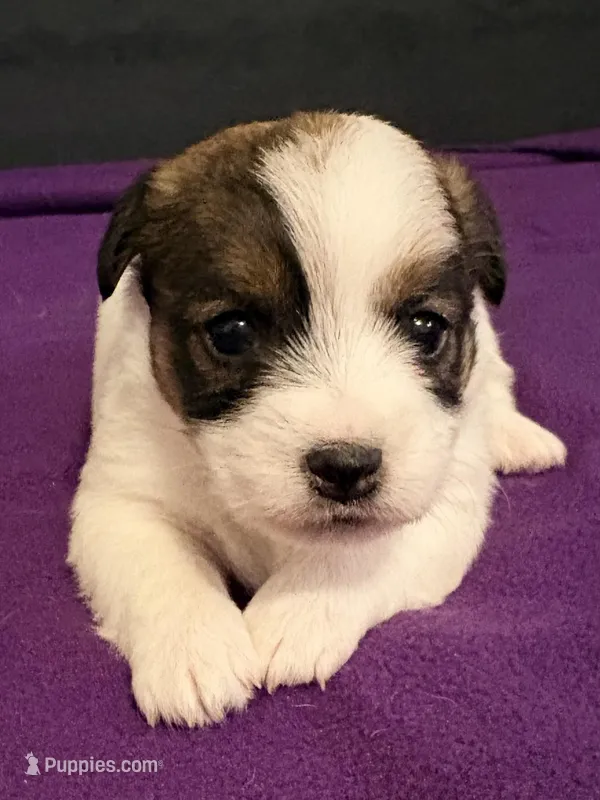 AKC SUSANA – Jack Russell Terrier puppy for sale in Westville, OK