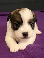 AKC SUSANA, a female Jack Russell Terrier for sale in Westville, OK – Photo 1 of 9