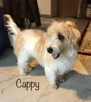 CAPPY, a female Jack Russell Terrier for sale in Westville, OK – Photo 2 of 3