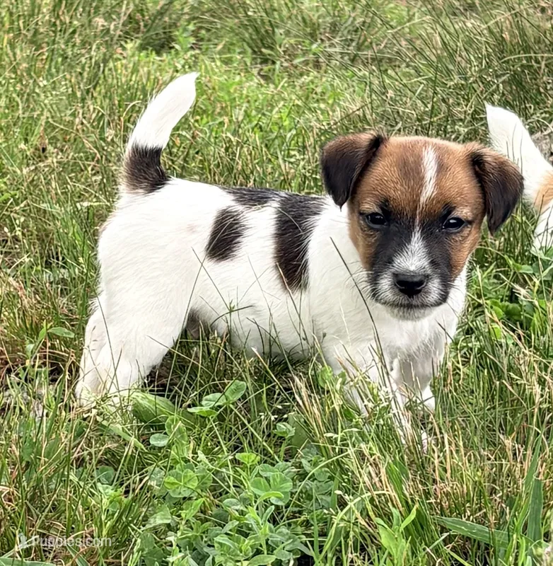 AKC ERROL – Jack Russell Terrier puppy for sale in Westville, OK