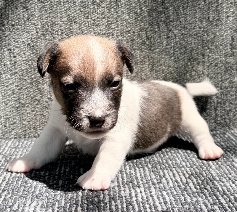 AKC ERROL – Jack Russell Terrier puppy for sale in Westville, OK