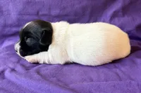 AKC Ira, a male Jack Russell Terrier for sale in Westville, OK – 4 of 5