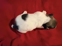 AKC ELVIS, a male Jack Russell Terrier for sale in Westville, OK – Photo 3 of 5