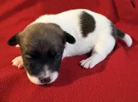 AKC ELVIS, a male Jack Russell Terrier for sale in Westville, OK – Photo 1 of 5