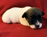 AKC ELVIS, a male Jack Russell Terrier for sale in Westville, OK – Photo 2 of 5