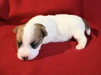 AKC ELI, a male Jack Russell Terrier for sale in Westville, OK – Photo 2 of 5