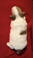 AKC ELI, a male Jack Russell Terrier for sale in Westville, OK – Photo 3 of 5