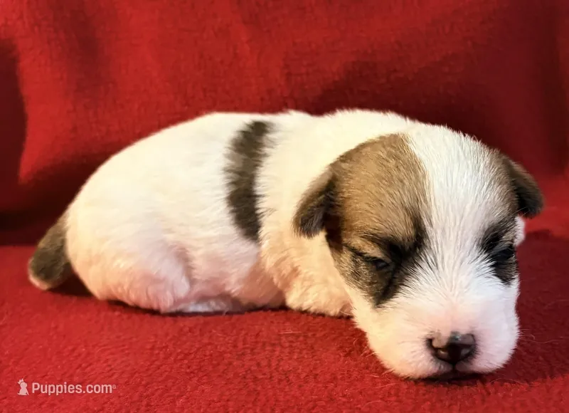 AKC ELI – Jack Russell Terrier puppy for sale in Westville, OK