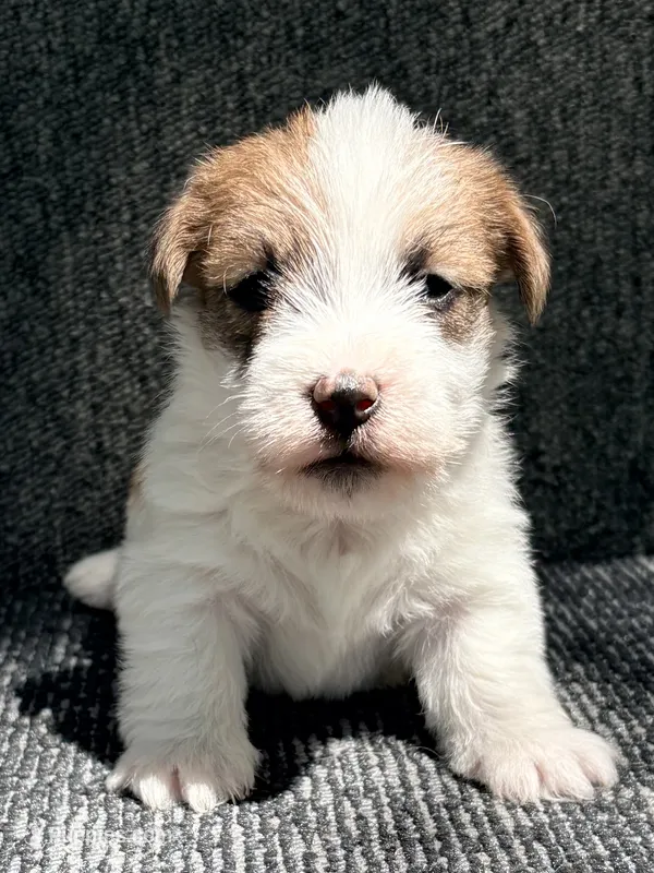 AKC ELI – Jack Russell Terrier puppy for sale in Westville, OK