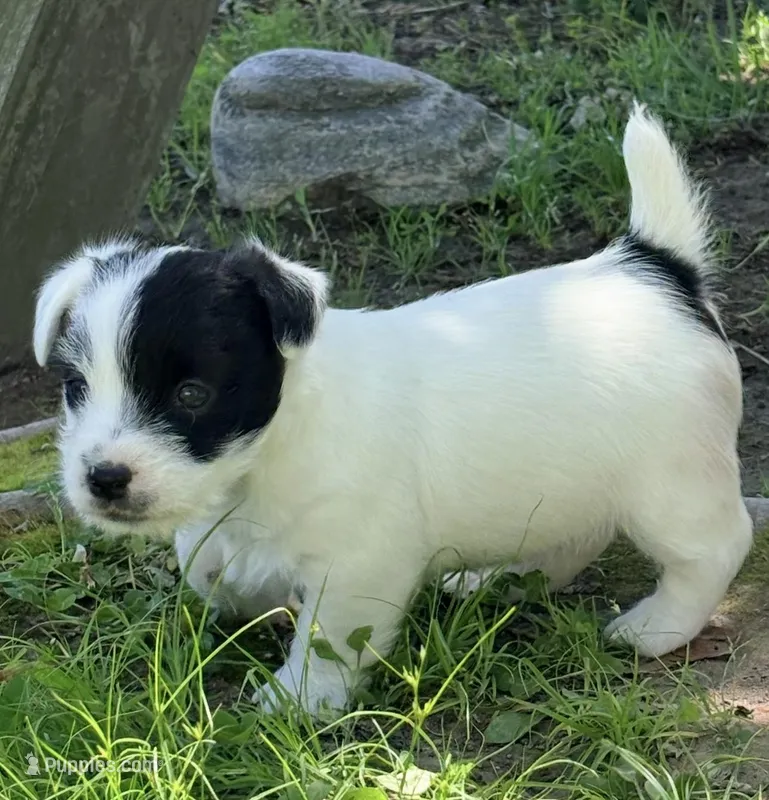 AKC SONNY – Jack Russell Terrier puppy for sale in Westville, OK
