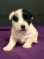 AKC SONNY, a male Jack Russell Terrier for sale in Westville, OK – Photo 3 of 8