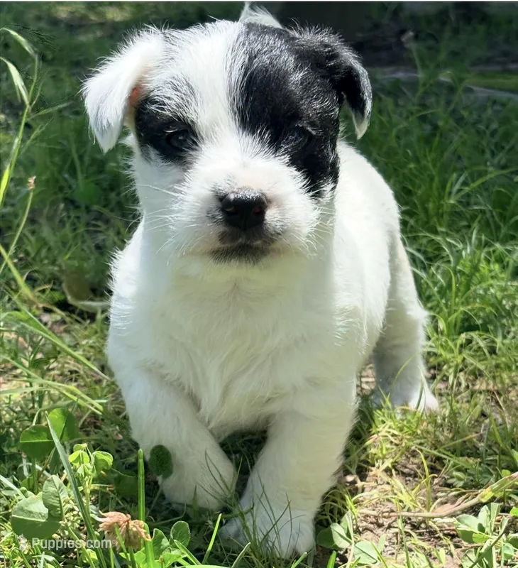 AKC SONNY – Jack Russell Terrier puppy for sale in Westville, OK