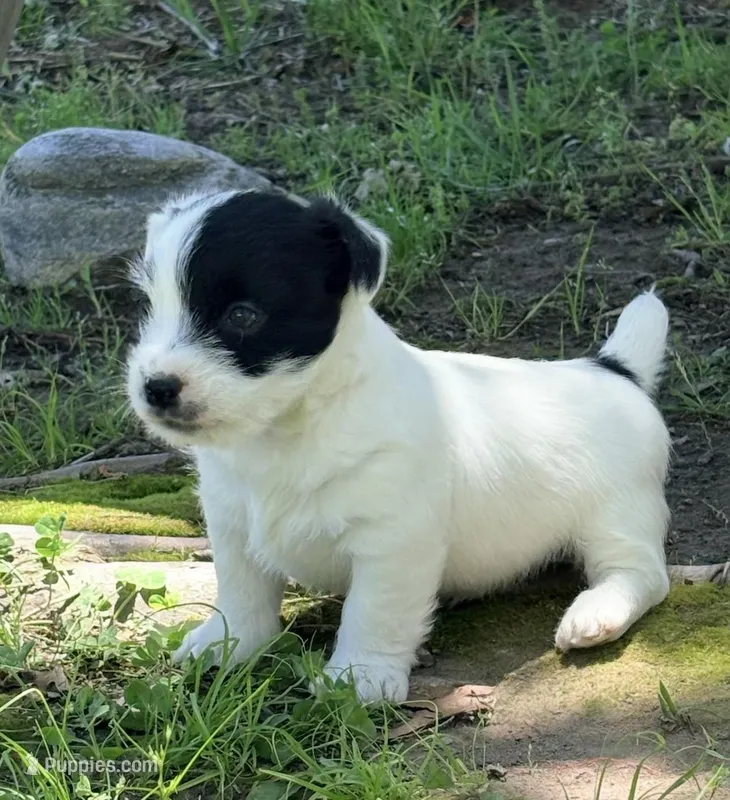 AKC SONNY – Jack Russell Terrier puppy for sale in Westville, OK