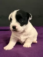 AKC SONNY, a male Jack Russell Terrier for sale in Westville, OK – Photo 2 of 8