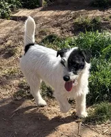 AKC SONNY, a male Jack Russell Terrier for sale in Westville, OK – Photo 5 of 8