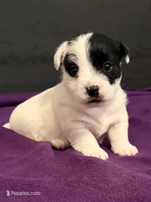 AKC SONNY – Jack Russell Terrier puppy for sale in Westville, OK