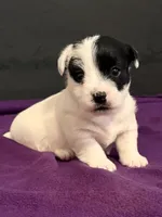 AKC SONNY, a male Jack Russell Terrier for sale in Westville, OK – Photo 1 of 8