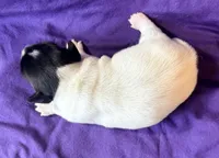 AKC Ira, a male Jack Russell Terrier for sale in Westville, OK – 5 of 5