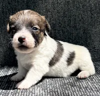 AKC EVAN, a male Jack Russell Terrier for sale in Westville, OK – 3 of 6