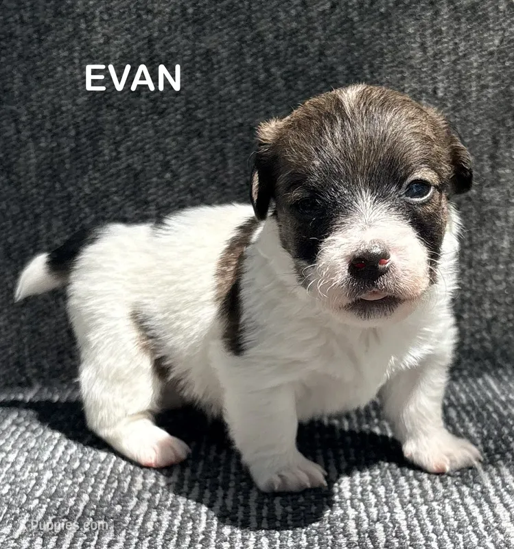 AKC EVAN – Jack Russell Terrier puppy for sale in Westville, OK