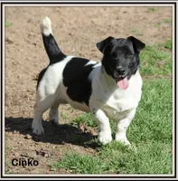 AKC Kodi, a male Jack Russell Terrier for sale in Westville, OK – Photo 8 of 9