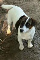 AKC Kodi, a male Jack Russell Terrier for sale in Westville, OK – Photo 6 of 9