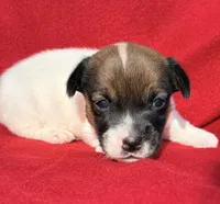 AKC Kodi, a male Jack Russell Terrier for sale in Westville, OK – Photo 5 of 9