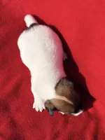 AKC Kodi, a male Jack Russell Terrier for sale in Westville, OK – Photo 3 of 9