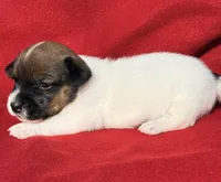 AKC Kodi, a male Jack Russell Terrier for sale in Westville, OK – Photo 1 of 9