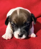 AKC Kodi, a male Jack Russell Terrier for sale in Westville, OK – Photo 4 of 9