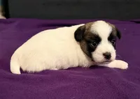 AKC STARLA, a female Jack Russell Terrier for sale in Westville, OK – Photo 5 of 9