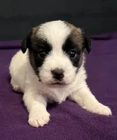 AKC STARLA, a female Jack Russell Terrier for sale in Westville, OK – Photo 2 of 9