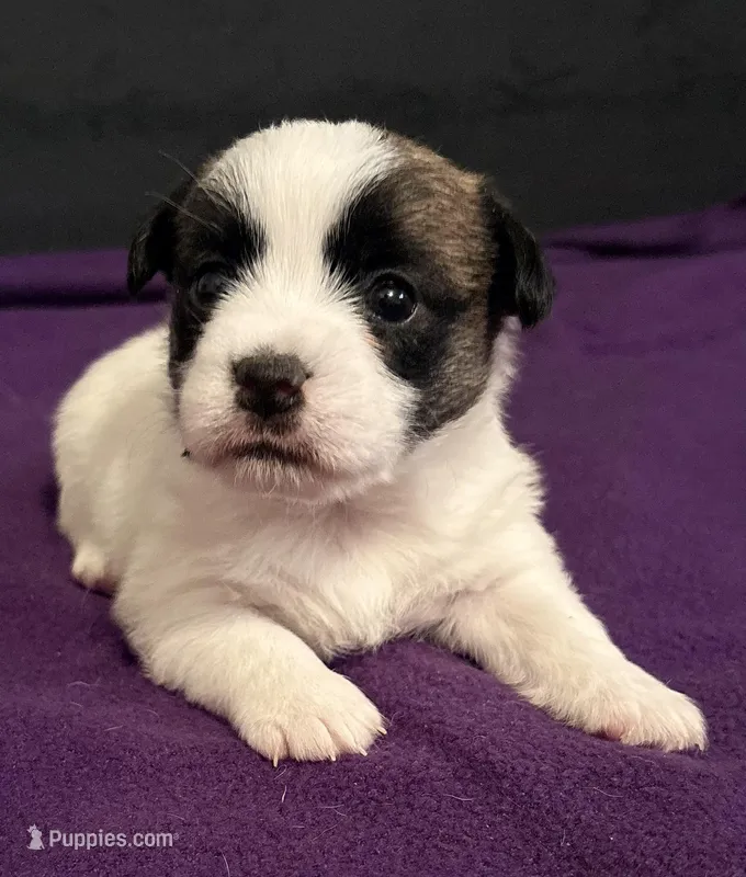 AKC STARLA – Jack Russell Terrier puppy for sale in Westville, OK