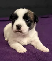 AKC STARLA, a female Jack Russell Terrier for sale in Westville, OK – Photo 1 of 9