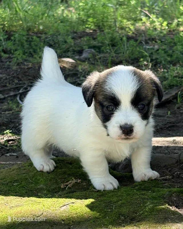 AKC STARLA – Jack Russell Terrier puppy for sale in Westville, OK