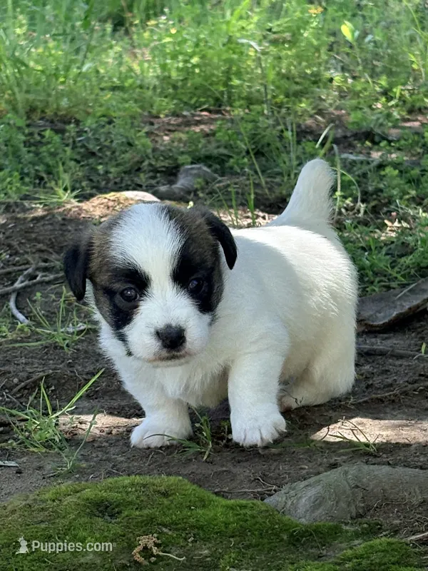 AKC STARLA – Jack Russell Terrier puppy for sale in Westville, OK