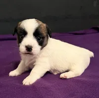 AKC STARLA, a female Jack Russell Terrier for sale in Westville, OK – Photo 3 of 9