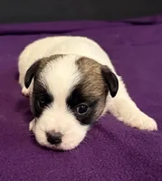 AKC STARLA, a female Jack Russell Terrier for sale in Westville, OK – Photo 4 of 9