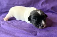 AKC Ira, a male Jack Russell Terrier for sale in Westville, OK – 2 of 5